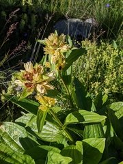 Gentiana