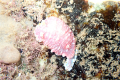 Goniobranchus epicurius