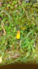 Picris hieracioides morrisonensis