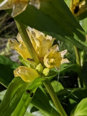 Gentiana