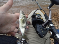 Morone mississippiensis