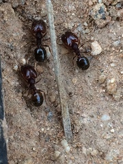 Pheidole xerophila