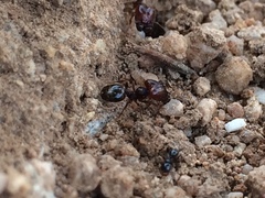 Pheidole xerophila