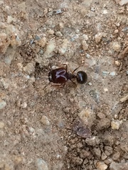 Pheidole xerophila