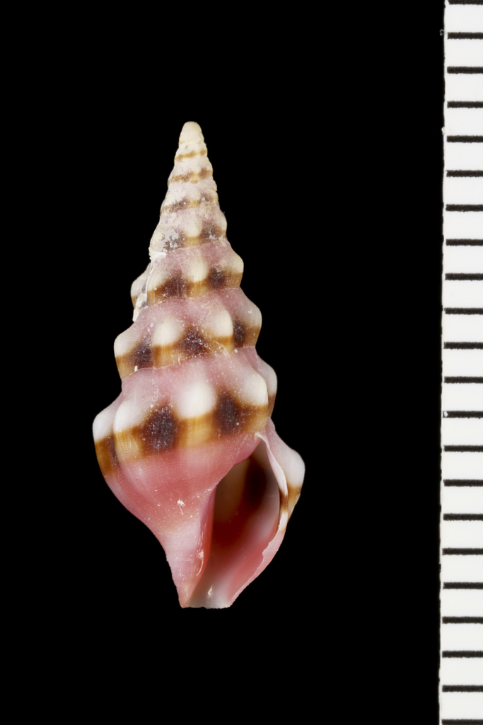 Decoradrillia pulchella