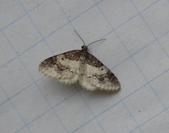 Hydrelia condensata