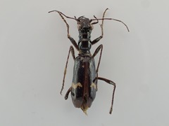 Ctenostoma