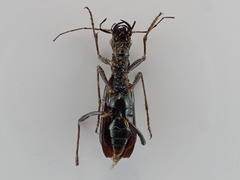Ctenostoma
