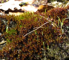 Imbribryum alpinum