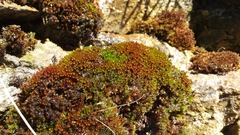 Imbribryum alpinum