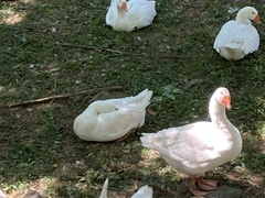 Anser anser domesticus