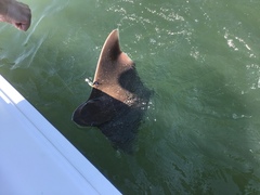 Myliobatis freminvillei