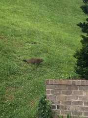 Marmota monax