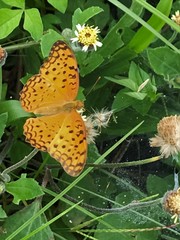 Phalanta phalantha phalantha