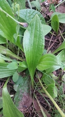 Plantago media