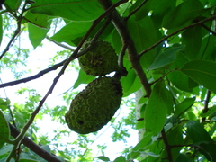 Sapranthus foetidus