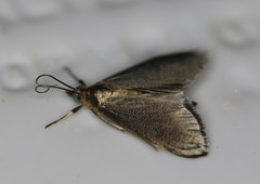 Pyrausta demantrialis