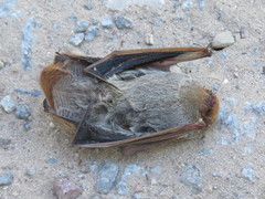 Lasiurus blossevillii