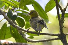 Chlorodrepanis stejnegeri