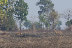 Rucervus eldii siamensis