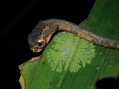 Aplopeltura boa