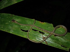 Aplopeltura boa