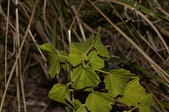 Hibiscus diversifolius diversifolius