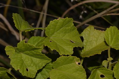 Hibiscus diversifolius diversifolius
