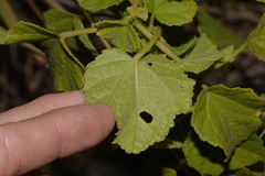 Hibiscus diversifolius diversifolius