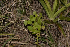 Hibiscus diversifolius diversifolius