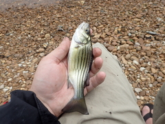 Morone mississippiensis