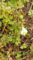 Mazus alpinus