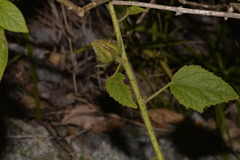 Hibiscus diversifolius diversifolius