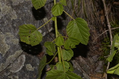 Hibiscus diversifolius diversifolius