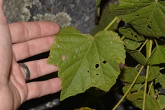Hibiscus diversifolius diversifolius