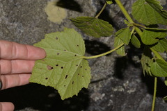Hibiscus diversifolius diversifolius