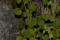 Hibiscus diversifolius diversifolius