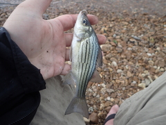 Morone mississippiensis