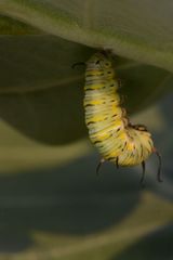 Lepidoptera
