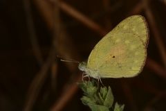 Colotis amata