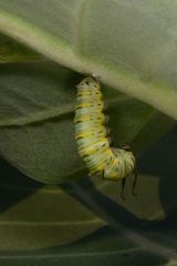 Lepidoptera