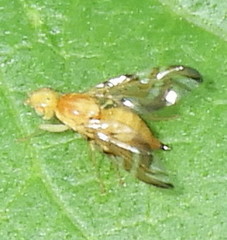 Strauzia longipennis