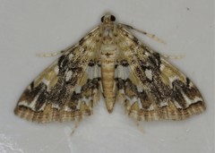 Elophila faulalis