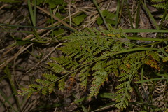 Davallia solida pyxidata