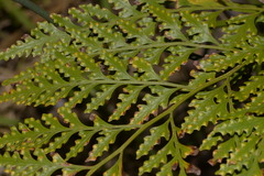 Davallia solida pyxidata