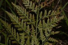 Davallia solida pyxidata
