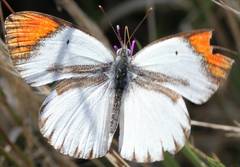 Colotis antevippe gavisa