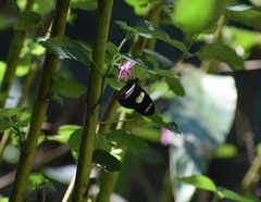 Heliconius sara