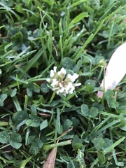 Trifolium repens