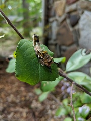 Limenitis arthemis astyanax